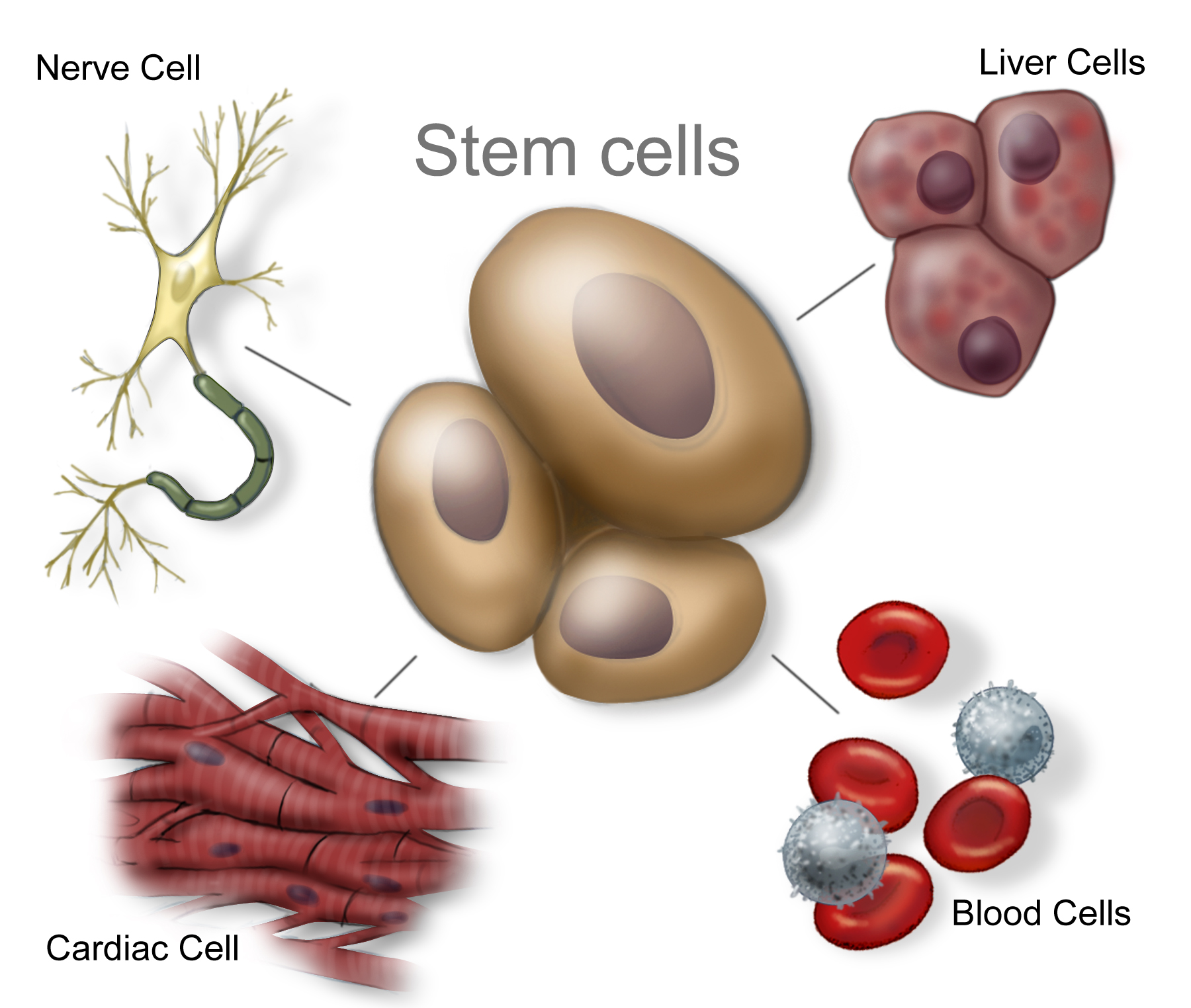 stem-cells.jpg