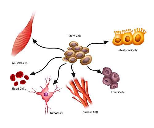 stem-cell-differentiation.png